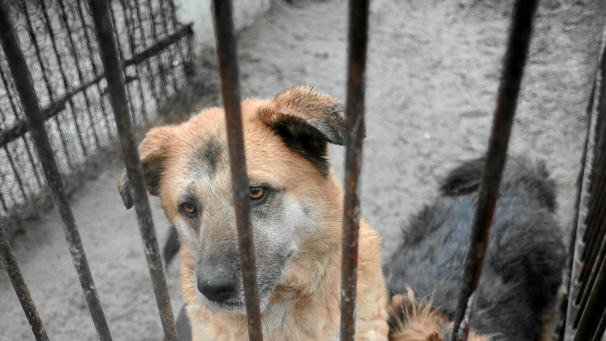 Organizacja OTOZ Animals wraz z serwisem Alegratka.pl rozpoczęły akcję, której zadaniem jest promocja adopcji bezdomnych zwierząt i przekazywanie 1 proc. podatku na ich rzecz.