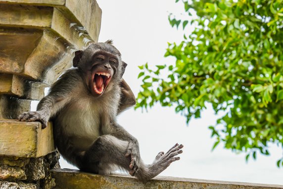 Luis Martí "Macaque Striking a Pose" (Makak przybiera pozę)