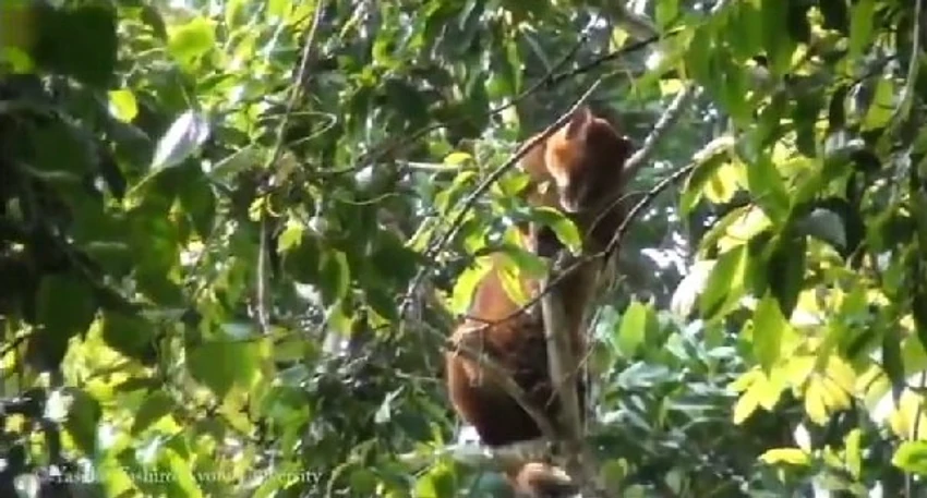 Grupa majmuna naterala je predatora u beg na obližnje drvo