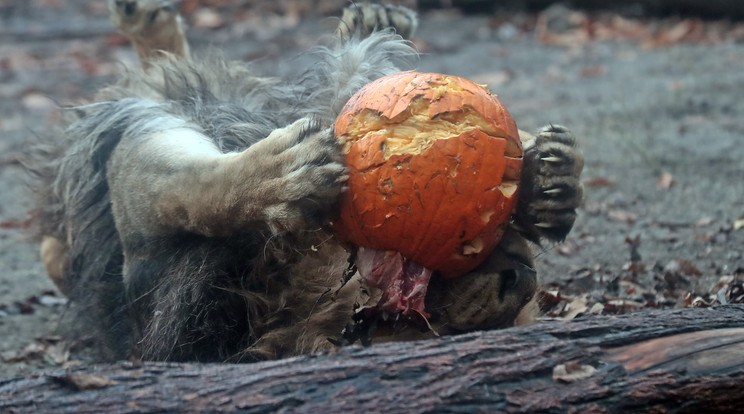 Halloween alkalmából az oroszlán egy hússal töltött
tököt kapott ajándékba /Fotó: Isza Ferenc