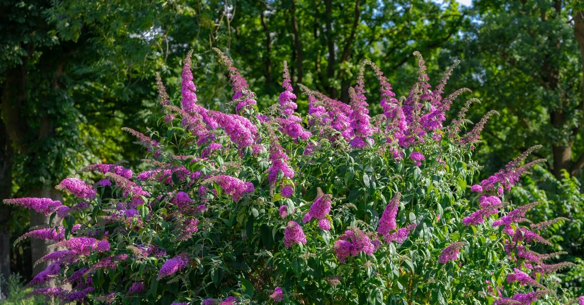 Posadź zamiast hortensji. Czym zastąpić hortensje? Jakie kwiaty są podobne do hortensji?