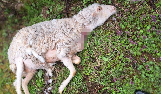 Psi lutalice rastrgli stado ovaca kod Požege