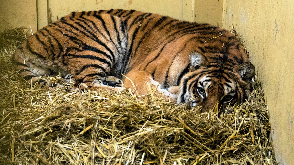 Powiatowy lekarz weterynarii rozpoczął wczoraj kontrolę w poznańskim zoo; ma ona związek z tygrysami, które w ostatnich dniach trafiły do ogrodu zoologicznego. Główny Lekarz Weterynarii wydał oświadczenie, że zwierzęta na granicy były w dobrym stanie i mogły jechać dalej. Do tej informacji odniosło się zoo, publikując na Facebooku drastyczny film przestawiający stan zwierząt po przybyciu do Poznania.