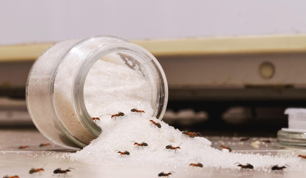 Mravi u kuhinji
