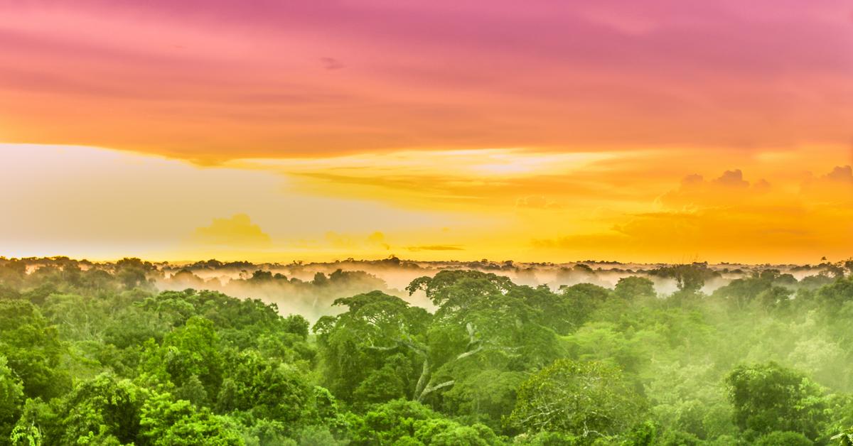  Amazonia, płuca świata, płonie. W większości w wyniku umyślnych podpaleń