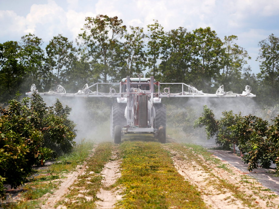 Traktor na plantacji Richey'a rozpyla glinkę na drzewa, by zapobiec inwazji insektów. 