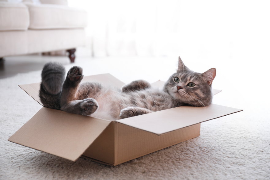 Koty uwielbiają pudełka - New Africa/stock.adobe.com