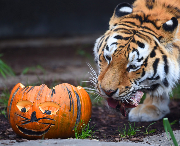 "Nasz Dziennik" ostrzega przed Halloween. "Święto satanistów, którzy w składają w ofierze małe dzieci"