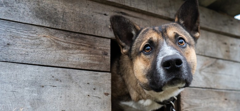 Koniec z trzymaniem psów na łańcuchu przy budzie? Jest projekt zakazujący trzymania psów na uwięzi