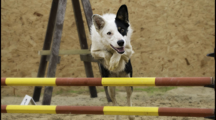 A Border Collie az egyik legokosabb kutya a világon /Fotó: Northfoto