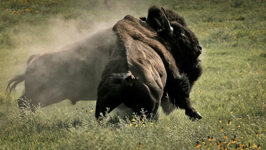 'Dzika Ameryka'. Zdjęcia z nowego serialu Discovery Channel