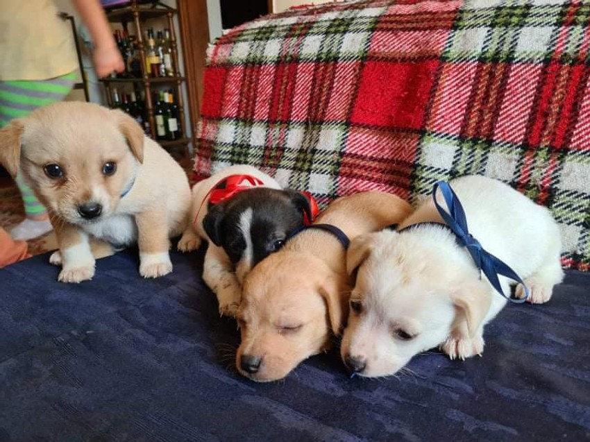 Kučići za udomljavanje, Ivana