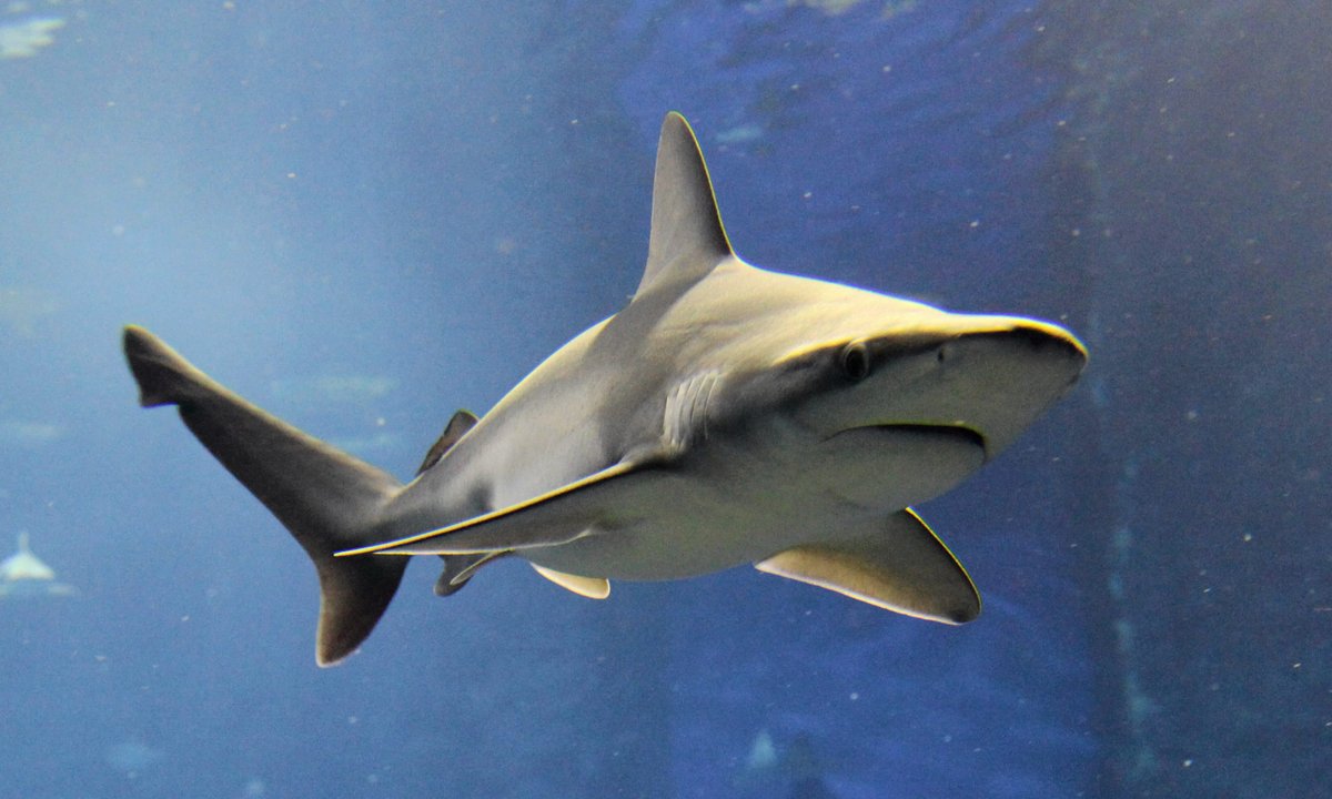 "Stres stomatologiczny" zagraża rekinom. Eksperci biją na alarm