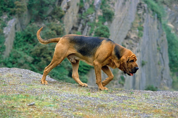Szóste miejsce: bloodhound – zwany także psem św. Huberta
