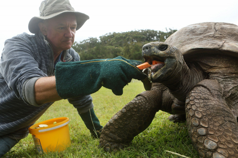 Żółw Jonathan wraz ze swoim opiekunem Joe Hollinsem