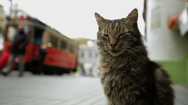 Tajemnice, pościgi i zdrady. To one rzadzą miastem. "Kedi - Sekretne życie kotów". Zobacz ZWIASTUN