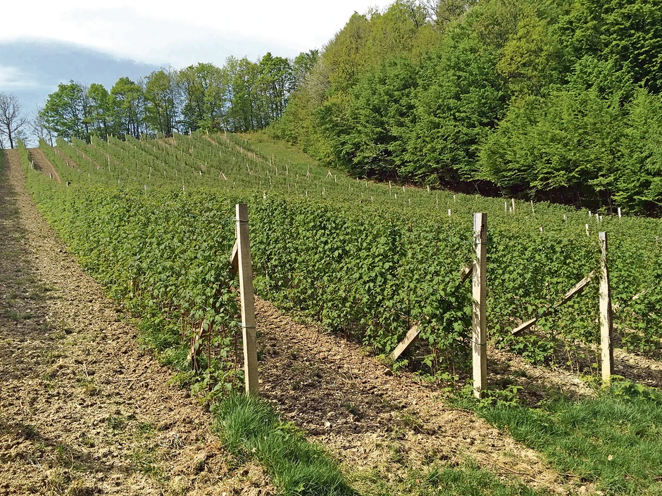 Samo sistem za navodnjavanje koštao ih je, kažu, 30.000 evra