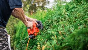 Beliebte Heckenscheren mit Kabel für den heimischen Garten im Vergleich