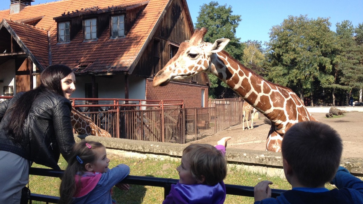 Od 6 maja jeszcze więcej osób może zwiedzać wrocławskie zoo z wirtualnym przewodnikiem. Teraz z mobilnej mapy ogrodu mogą skorzystać także posiadacze iPhone’ów i iPadów. Wcześniej aplikacja dostępna była jedynie na urządzenia z systemem Android.