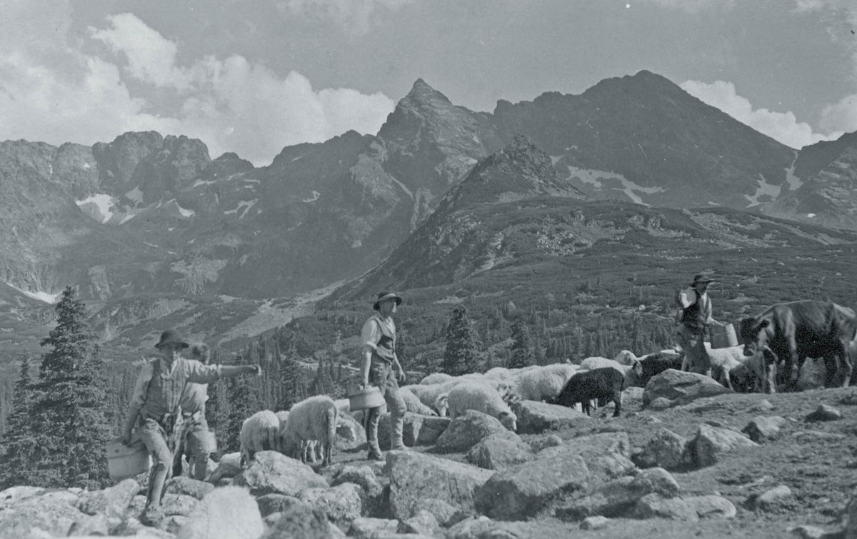 Wypas owiec na Hali Gąsienicowej. Zdjęcie z lat 1939–45