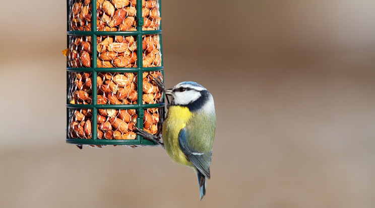 Mivel etessük a madarakat télen? / Fotó: shutterstock
