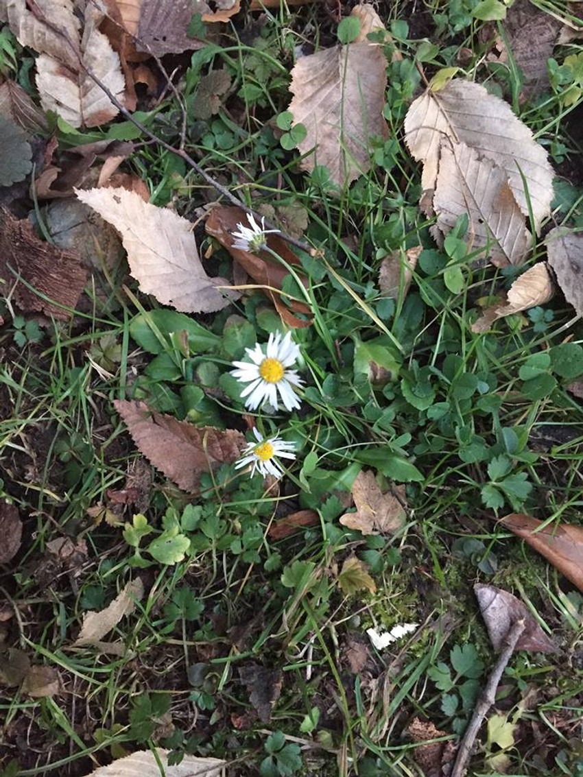 Bele rade uslikane u Tršiću
