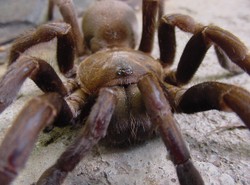 Panika w krakowskim hipermarkecie. Kilka godzin szukali jadowitego pająka