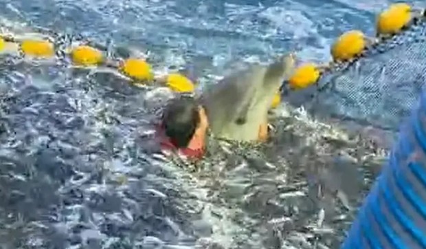 Dražen i delfin