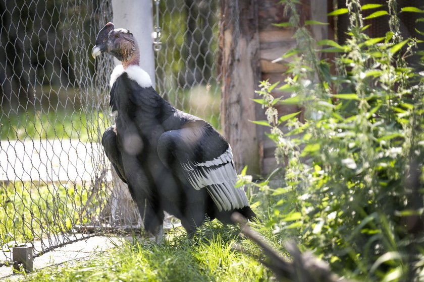 Chorzów. Śląski Ogród Zoologiczny ma 60 lat