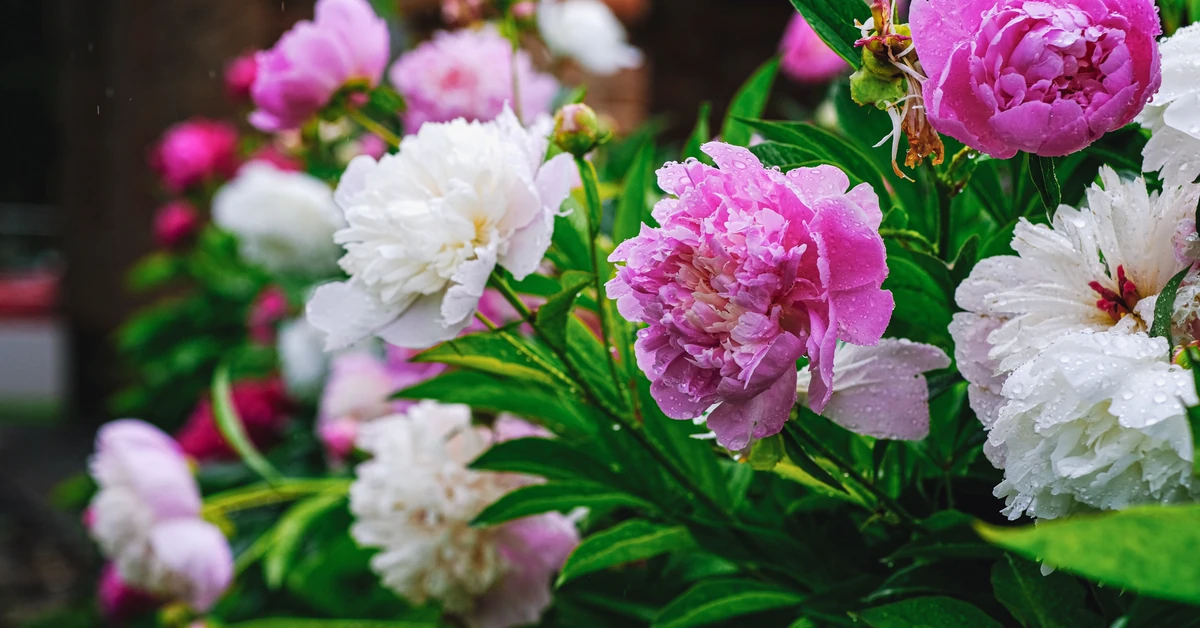 Ten kwiat przyciąga bogactwo. Włóż suche płatki do portfela