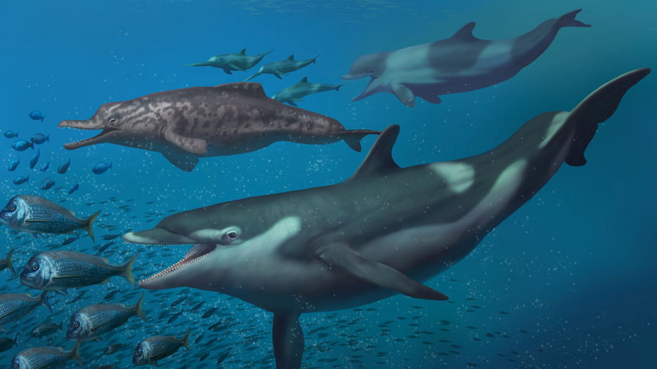 Życie delfinów sprzed 20 milionów lat. Na pierwszym planie kantriodon, w tle po lewej squalodelphinid, po prawej physeterid