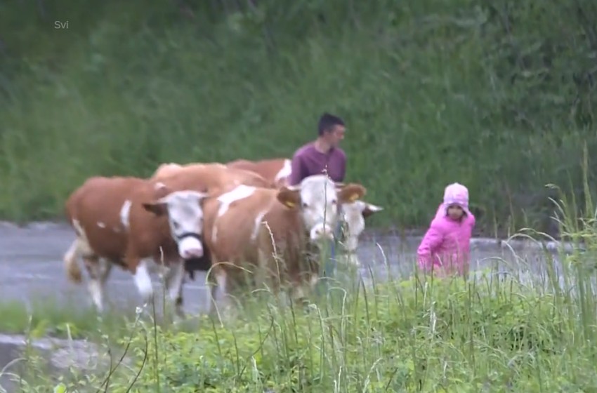 Tijana Babić, pastirica