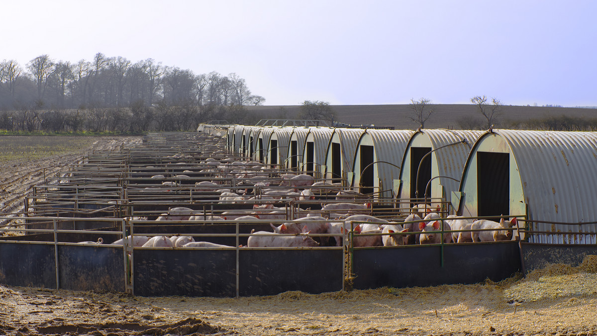 Wielka Brytania. 150 tys. świń może zostać wybite. Za mało rzeźników
