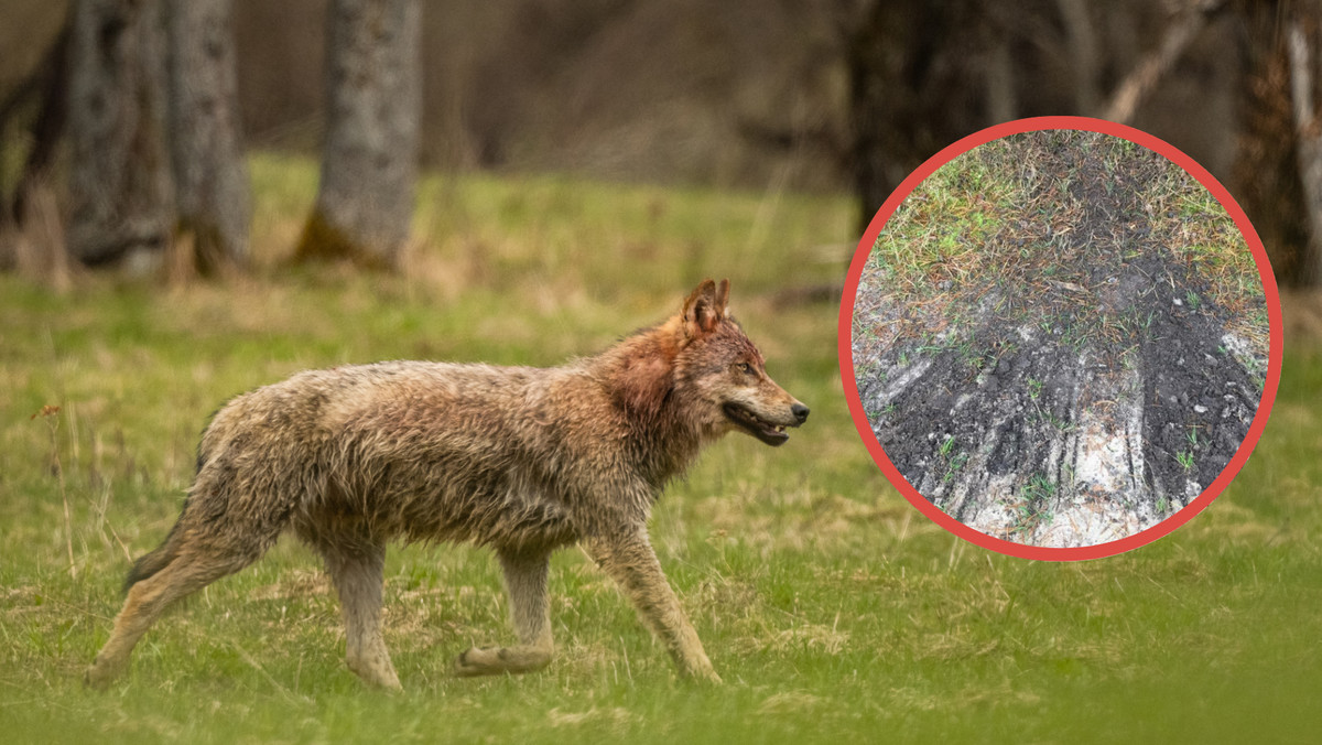 W lesie spójrz pod nogi. Leśnicy apelują: te ślady mają szczególne znaczenie