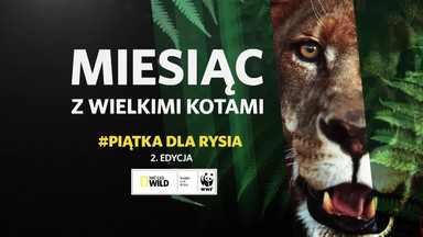 #PiątkaDlaRysia - ratujemy polskie drapieżne koty