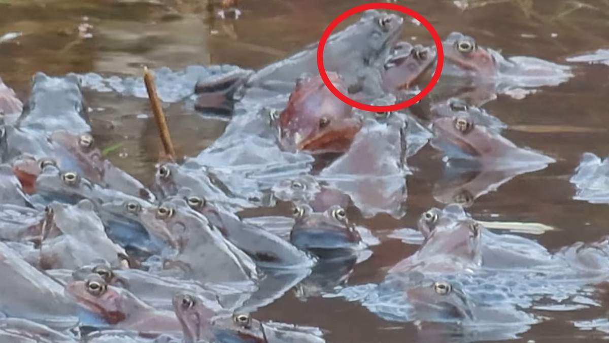 Woda wręcz się "gotuje" od żab. "Zaczęło się szaleństwo" [WIDEO]