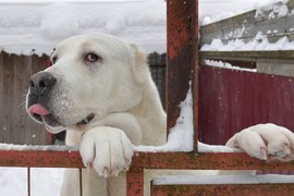 MOĆNIJI OD VUKOVA! Tri rase pasa koje su TOLIKO SNAŽNE da mogu da savladaju i predatore: Mogu da imaju i do 100 KILOGRAMA, a otporni su na sve vremenske uslove
