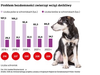 Problem bezdomności zwierząt wciąż dotkliwy