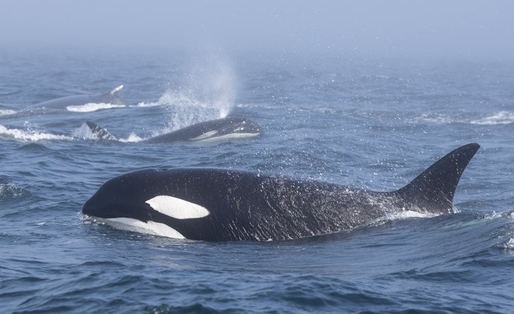 Przyrodnicy z Pacific Whale Watch Association sfilmowali bójkę orek z humbakami