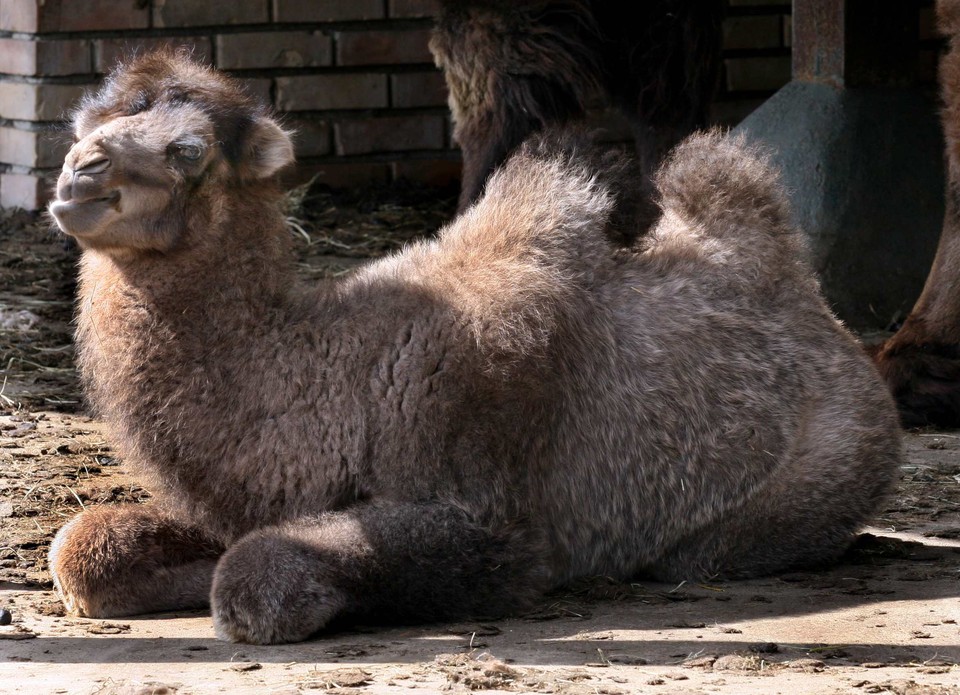 POZNAŃ ZOO WIELBŁĄD