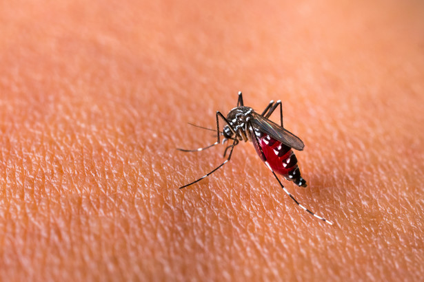 "Super komary" są odporne na środki owadobójcze? [BADANIE]