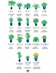 18 roślin, które najlepiej oczyści Twoje mieszkanie