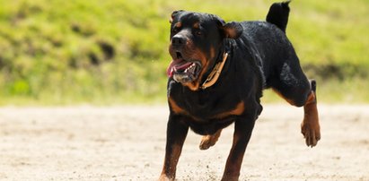 Rottweiler w niespotykany sposób ciężko zranił ciężarną kobietę. To było dla niej jak grom!