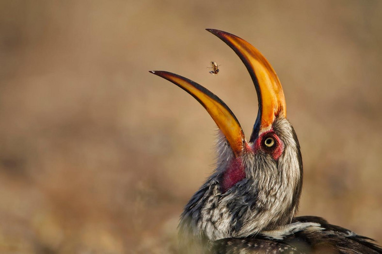 2016 Wildlife Photographer of the Year