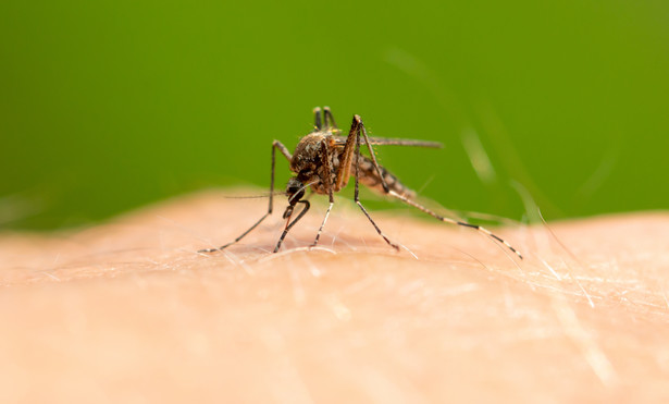 Komary. Jak pozbyć się komarów z ogrodu?