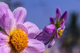 Svaki mesec ima svoje CVEĆE, a februarsko je NAJLEPŠE: Ima posebnu simboliku zbog koje ćete ga obožavati