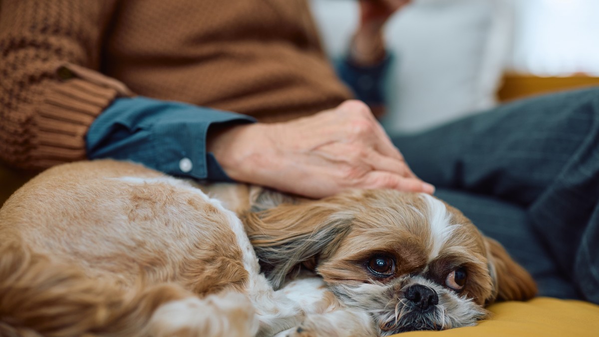 Profesionalni dreser otkriva: Ovo su 3 najbolje rase pasa za penzionere