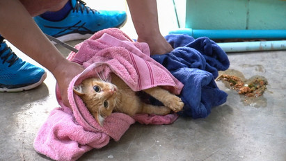 Átszúrták a cicát a vaskerítés tüskéi, ahova felmászott, most a tulaj fizeti a műtét költségeit – Fotók a drámai mentésről (18+)