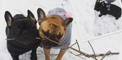 Rozenek kupiła psom swetry za 400 złotych