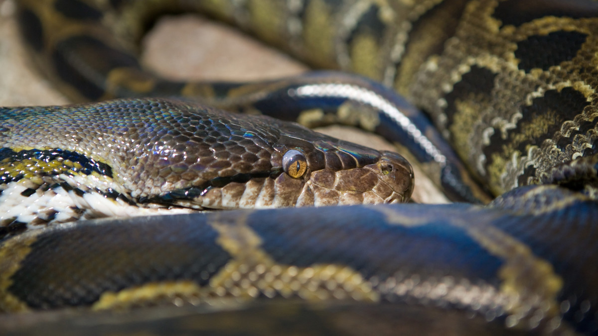 USA: wąż odpoczywał w muszli klozetowej 